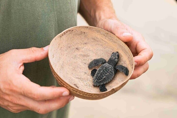 Full-Day Turtle Release and Manialtepec Bioluminescence from Huatulco