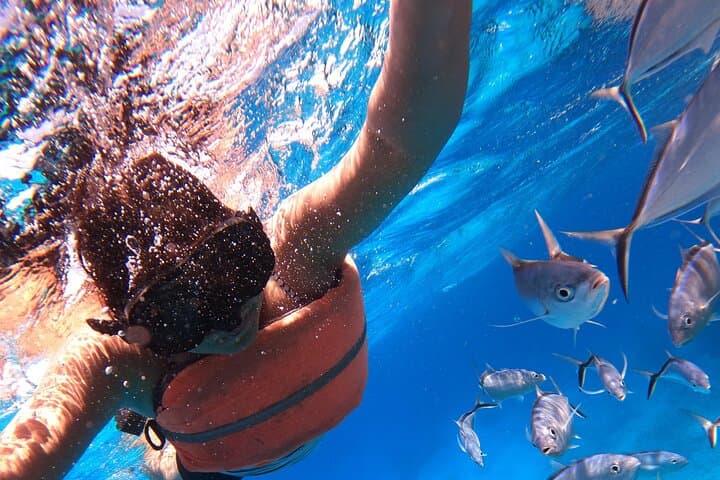 Cozumel Chankanaab Snorkeling Day Pass — Reef Snorkel, Lunch & Beach Access photo 3