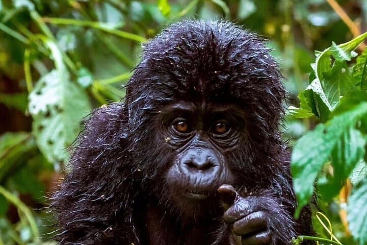 6-Day Gorilla Trekking & Wildlife Safari: Bwindi, Kyambura & Kazinga Cruise photo 2