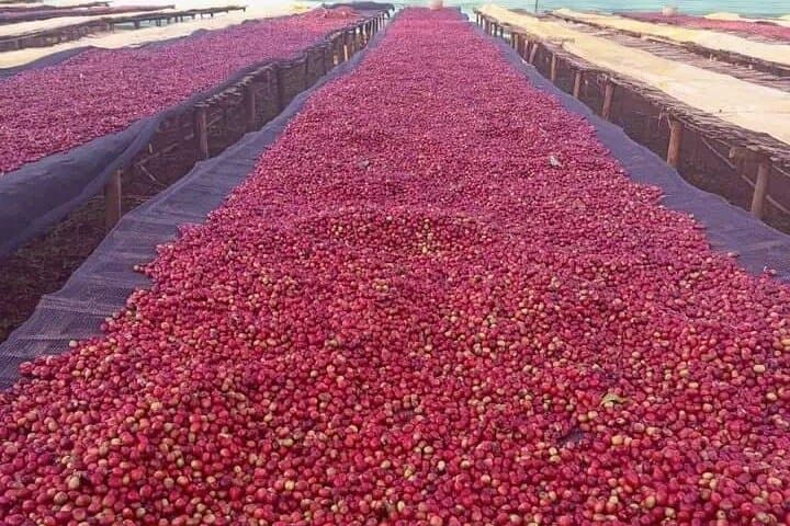 5-Day Coffee Tour in Ethiopia: Yirgacheffe, Awassa & Addis Ababa