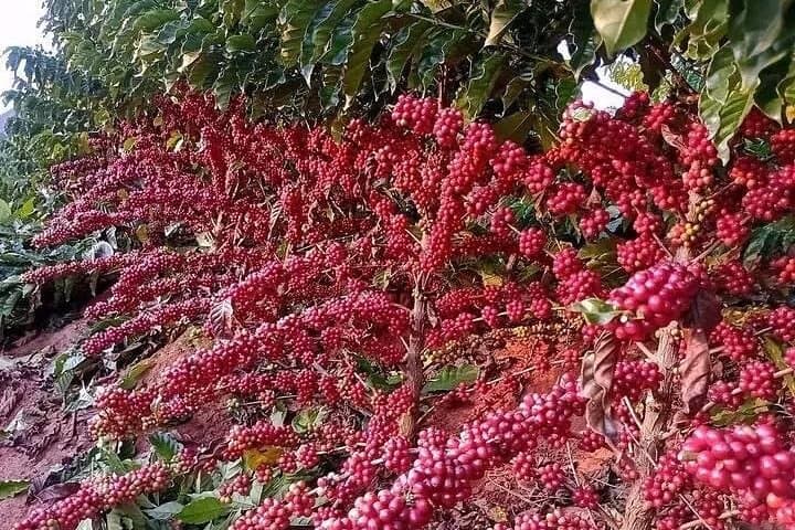 5-Day Coffee Tour in Ethiopia: Yirgacheffe, Awassa & Addis Ababa photo 2