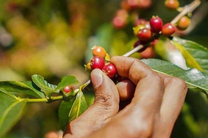 5-Day Coffee Tour in Ethiopia: Yirgacheffe, Awassa & Addis Ababa photo 3