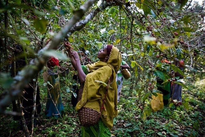 5-Day Coffee Tour in Ethiopia: Yirgacheffe, Awassa & Addis Ababa photo 4