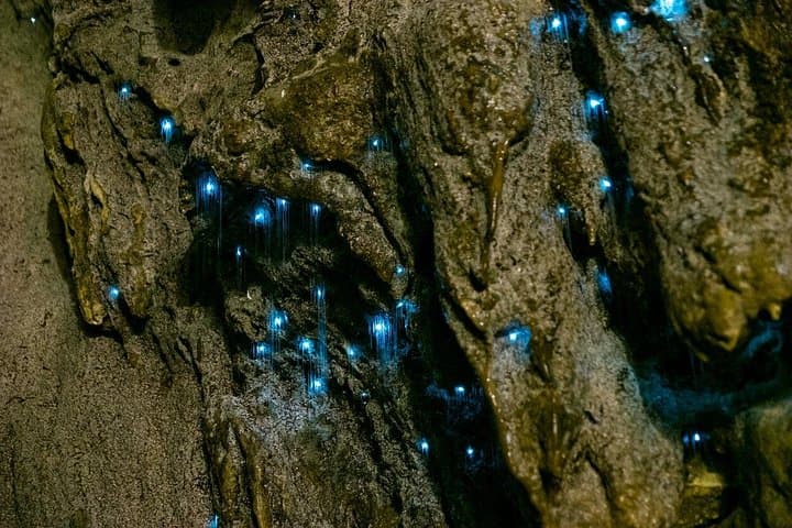Tamborine-Mountain-Skywalk-and-Glow-Worm-Cave-Day-Tour-from-Brisbane photo 4