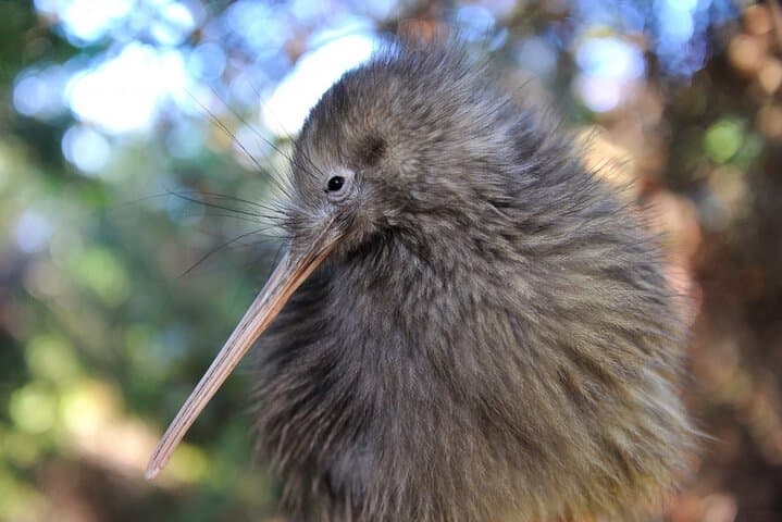 Twilight Kiwi Encounter at Tāwharanui: Private Night Walk & Matakana Dinner