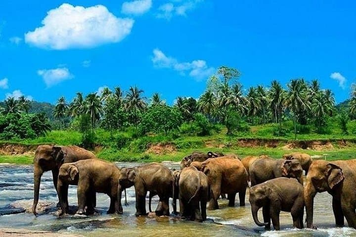 Sri Lanka 13-Day Private Tour: Kandy, Tea Country, Yala & Southern Coast photo 1