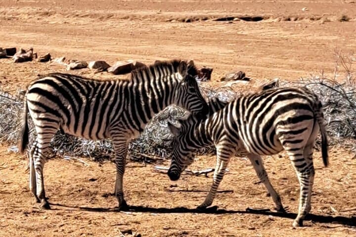 Private Big Five Safari Near Cape Town: An Accessible African Wildlife Adventure photo 2