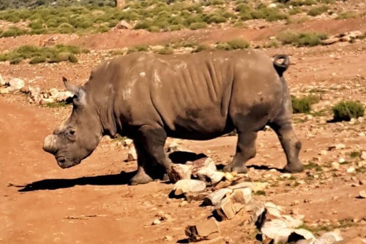 Private Big Five Safari Near Cape Town: An Accessible African Wildlife Adventure photo 4