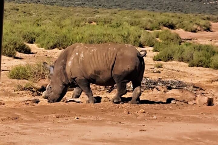 Private Big Five Safari Near Cape Town: An Accessible African Wildlife Adventure photo 5