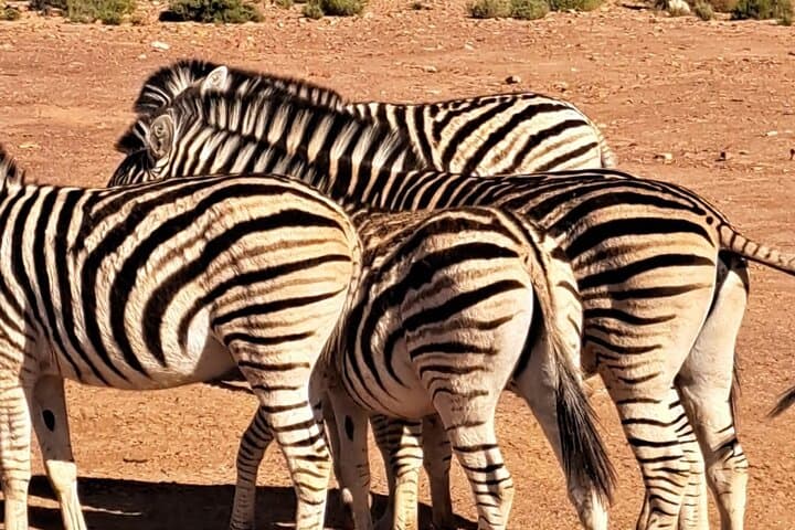 Private Big Five Safari Near Cape Town: An Accessible African Wildlife Adventure photo 6