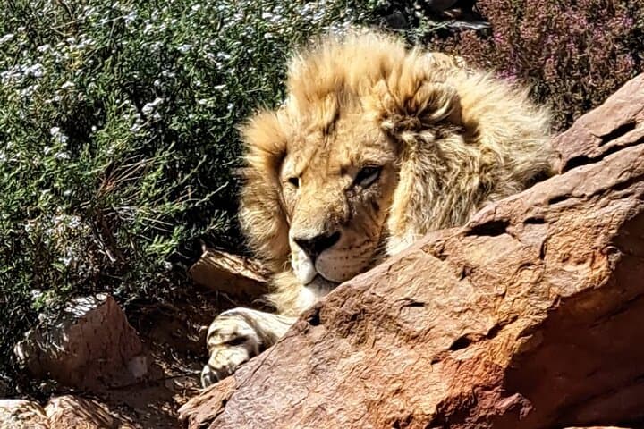 Private Big Five Safari Near Cape Town: An Accessible African Wildlife Adventure photo 3