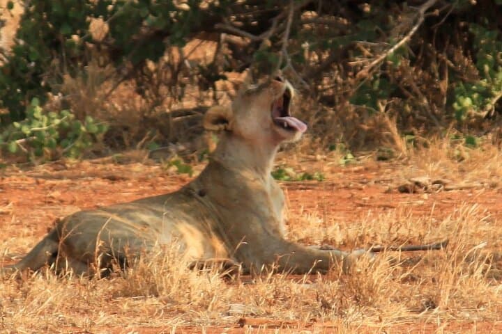 3-Day Tsavo East Safari from Nairobi: Elephants, Luggard Falls & Yatta Plateau photo 3