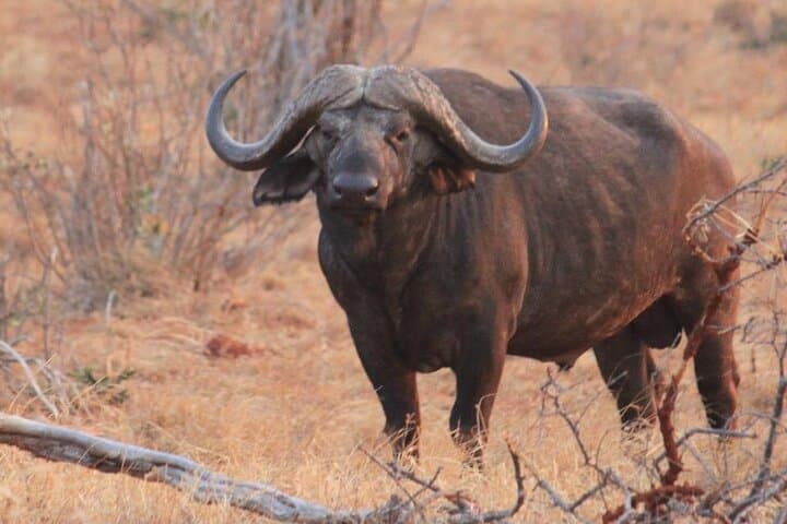 3-Day Tsavo East Safari from Nairobi: Elephants, Luggard Falls & Yatta Plateau photo 4
