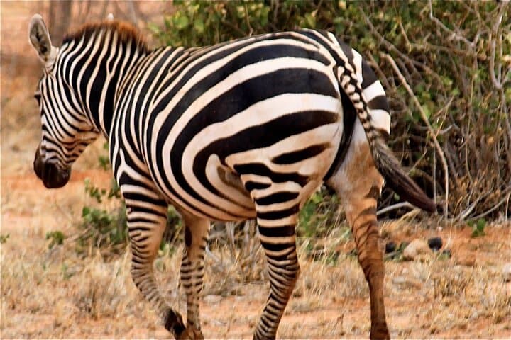 3-Day Tsavo East Safari from Nairobi: Elephants, Luggard Falls & Yatta Plateau photo 5