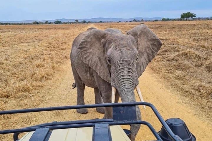 2-Day Tarangire and Ngorongoro Fly-In Safari from Zanzibar photo 3