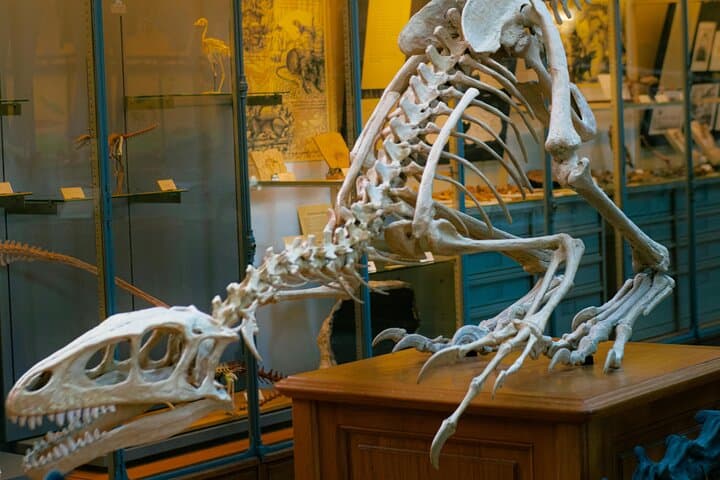 Private Guided Tour of London’s Natural History Museum — Top Exhibits, Tips & What to Expect