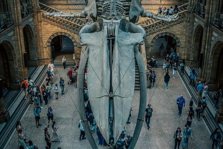 Private Guided Tour of London’s Natural History Museum — Top Exhibits, Tips & What to Expect photo 2