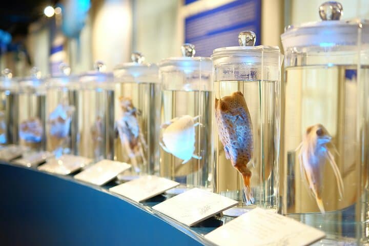 Private Guided Tour of London’s Natural History Museum — Top Exhibits, Tips & What to Expect photo 4