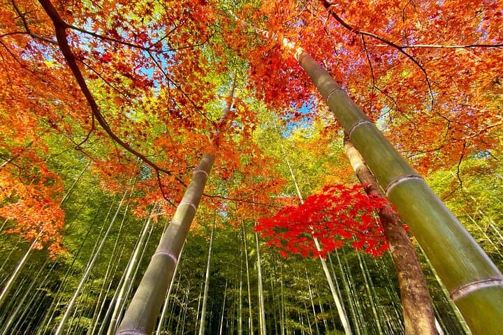 Afternoon Arashiyama Bamboo Forest & Iwatayama Monkey Park Bike Tour — Kyoto photo 3