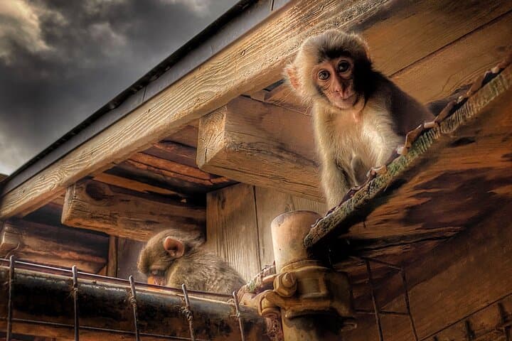 Afternoon Arashiyama Bamboo Forest & Iwatayama Monkey Park Bike Tour — Kyoto photo 2