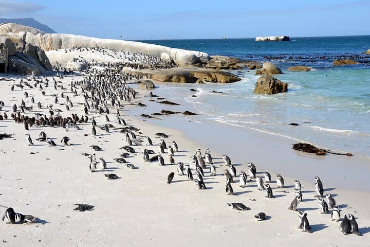Cape Peninsula Coastal Drive: Cape of Good Hope, Boulders Beach & Chapman's Peak photo 3