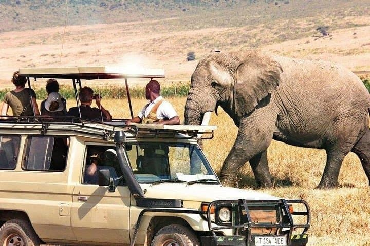 Full-Day Private Ngorongoro Crater Safari from Arusha — See the Big Five in a Day photo 1