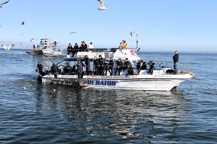 Shark Cage Diving in Gansbaai: Cage Encounters off Kleinbaai
