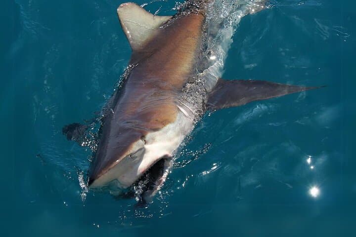 Shark Cage Diving in Gansbaai: Cage Encounters off Kleinbaai photo 2