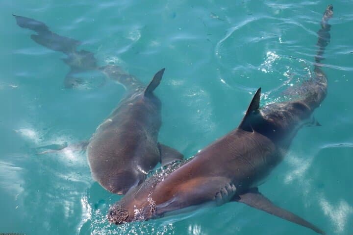 Shark Cage Diving in Gansbaai: Cage Encounters off Kleinbaai photo 4