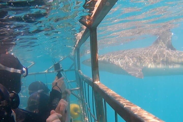 Shark Cage Diving from Cape Town — Gansbaai Great White Encounters photo 4