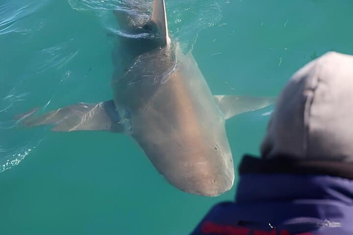 Shark Cage Diving from Cape Town — Gansbaai Great White Encounters photo 5