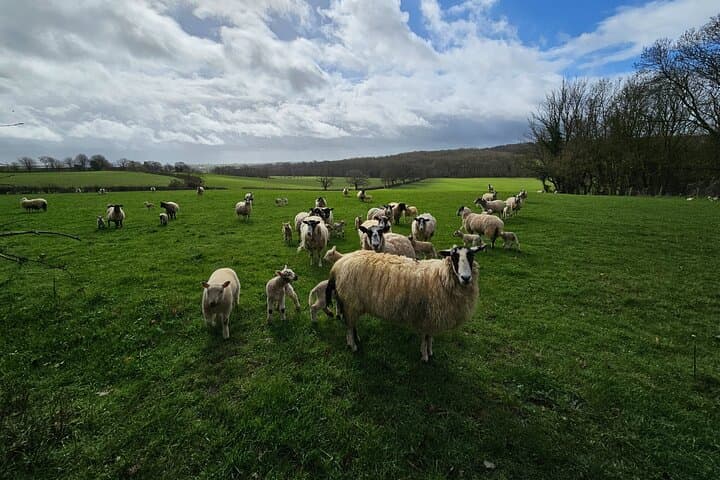 Bath and the Cotswolds Day Tour from Winchester: Roman Baths, Lacock & Castle Combe photo 3