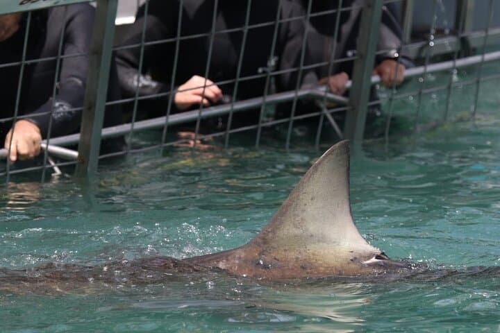 Shark Cage Diving from Cape Town — Gansbaai Great White Encounters