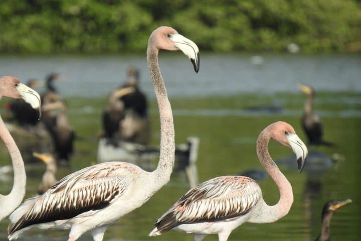 Cienaga de la Virgen Mangrove Birding: Private Canoe Tour from Cartagena photo 3