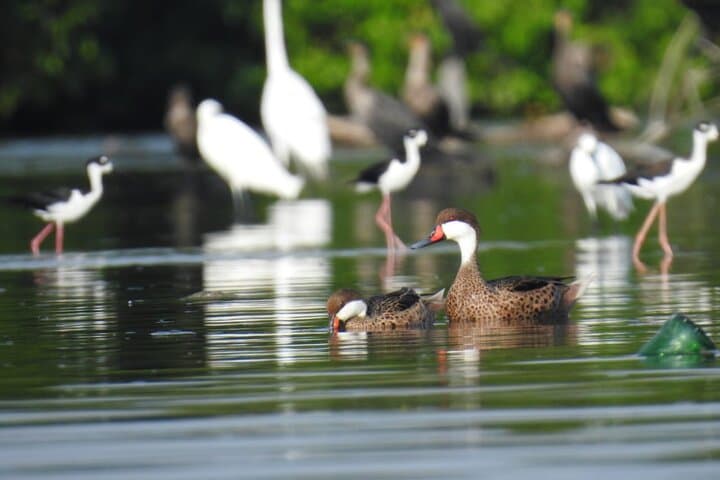 Cienaga de la Virgen Mangrove Birding: Private Canoe Tour from Cartagena photo 1