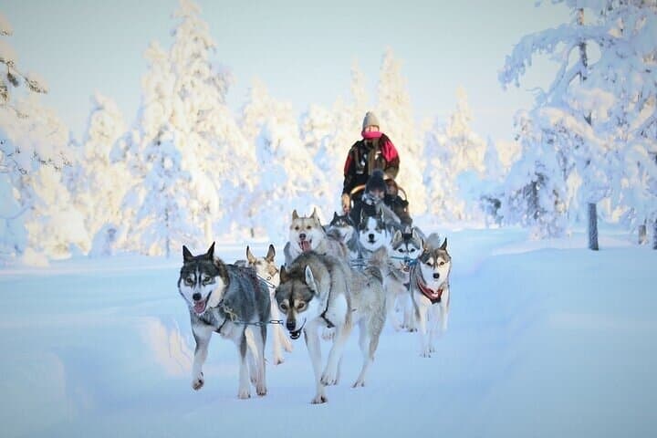 Husky Ride Through the Taiga: 8–10 km Mushing Experience Near Rovaniemi