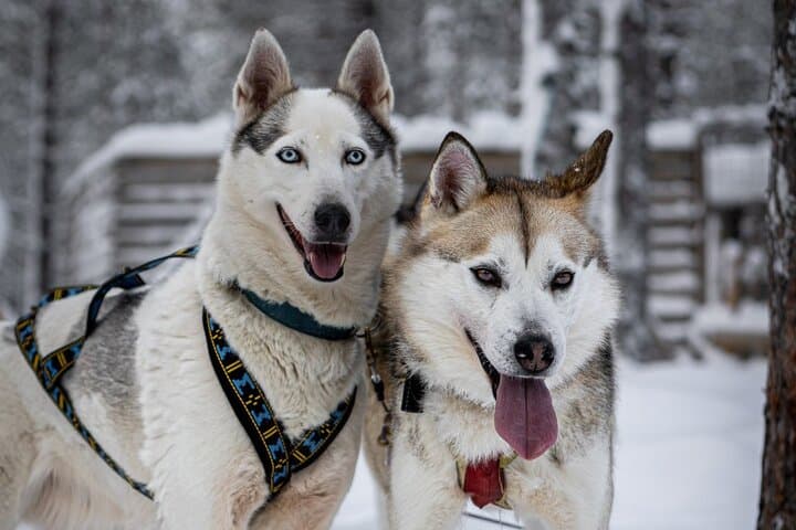 Husky Ride Through the Taiga: 8–10 km Mushing Experience Near Rovaniemi photo 2