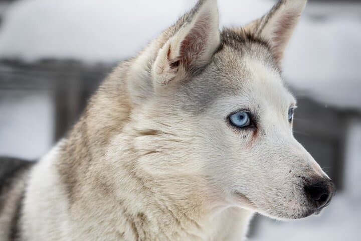 Husky Ride Through the Taiga: 8–10 km Mushing Experience Near Rovaniemi photo 6