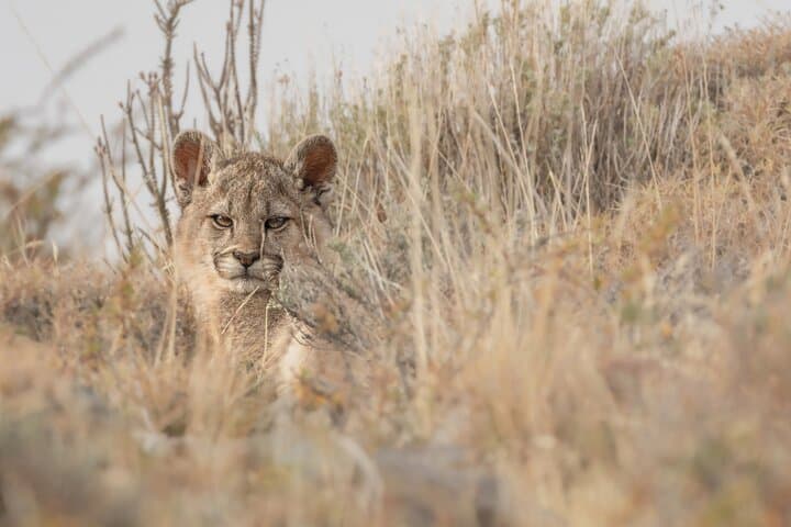 Private Pumas & Wildlife Watching in Torres del Paine: A Photographer’s Full-Day Guide