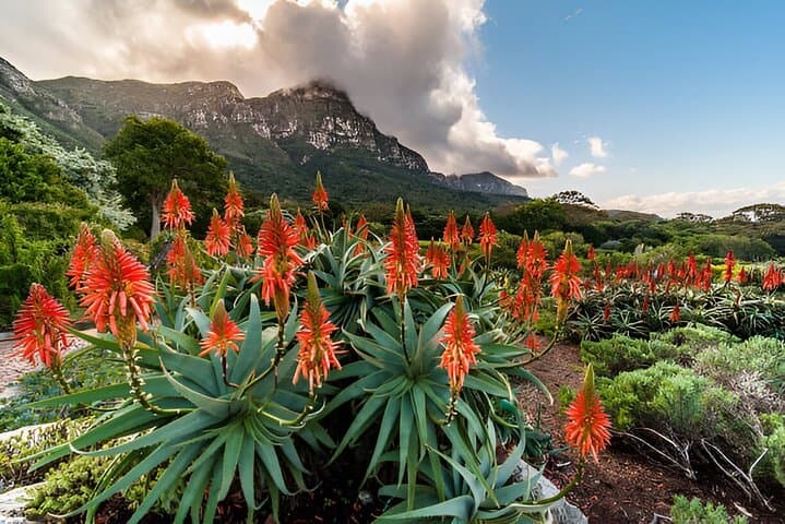 Luxury 10-Day South Africa: Cape Town, Winelands & Kruger Safari photo 4