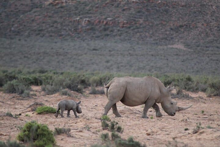 Sunset Big 5 Aquila Safari: Snacks and Wine Tasting from Cape Town photo 3