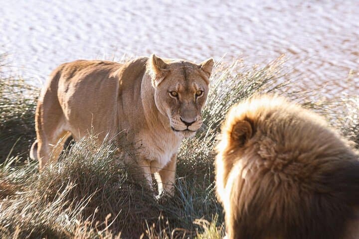 Cape Town Big 5 Safari & Fairview Wine Tasting — Full-Day Aquila Game Drive with Lunch
