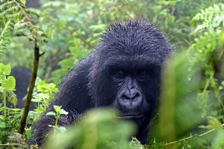 3-Day Gorilla Trekking Safari in Uganda: Bwindi Gorillas & Lake Bunyonyi