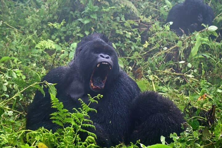 3-Day Gorilla Trekking Safari in Uganda: Bwindi Gorillas & Lake Bunyonyi photo 2