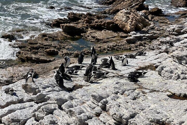 Cape Agulhas Day Trip from Cape Town: Lighthouse, Whales & Penguin Colonies photo 4