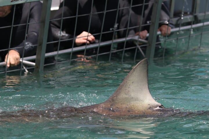 Shark Cage Diving from Hermanus: Cage Encounters & Boat Trips to Gansbaai photo 6