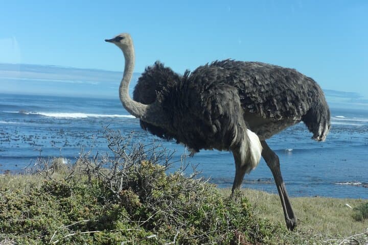 Cape of Good Hope & Boulders Beach Penguins: Full-Day Peninsula Tour from Cape Town photo 3
