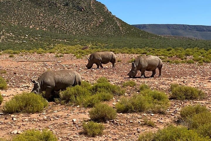 Cape Town to Aquila: Full-Day Big Five Game Reserve Safari with Lunch photo 1