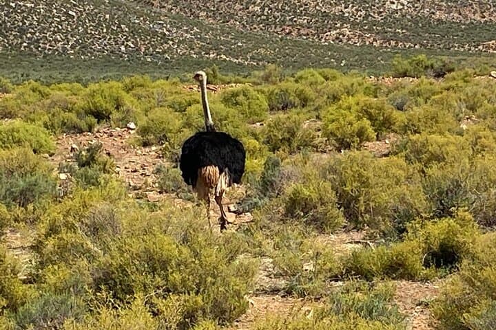 Cape Town to Aquila: Full-Day Big Five Game Reserve Safari with Lunch photo 2