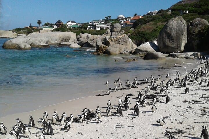 Cape of Good Hope & Boulders Beach Penguins: Full-Day Peninsula Tour from Cape Town